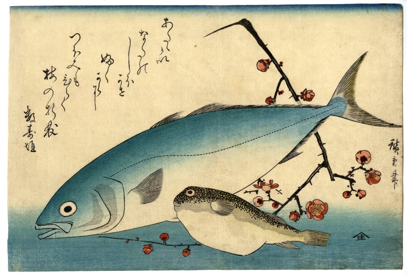 Hiroshige Grand Series Of Fishes Yellow Tail Balloon Fish And Ume Blossom Ukiyo E Ukiyoe Gallery Shukado